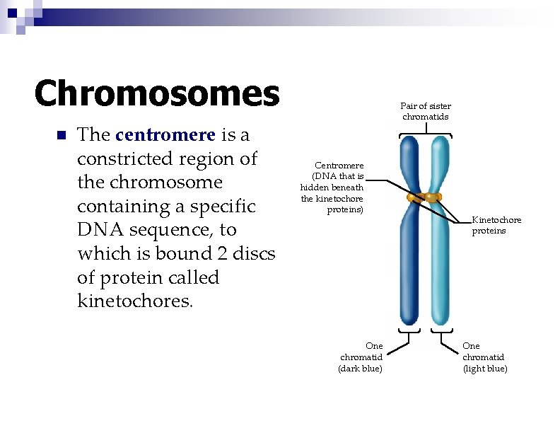 Chromosomes n The centromere is a constricted region of the chromosome containing a specific