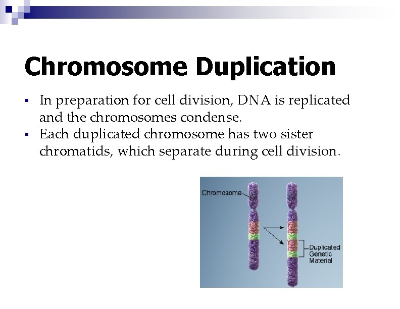 Chromosome Duplication § § In preparation for cell division, DNA is replicated and the