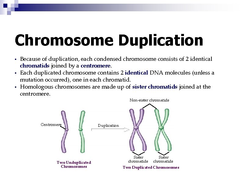 Chromosome Duplication § § § Because of duplication, each condensed chromosome consists of 2