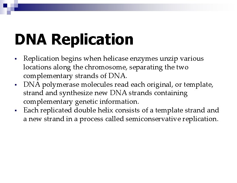 DNA Replication § § § Replication begins when helicase enzymes unzip various locations along
