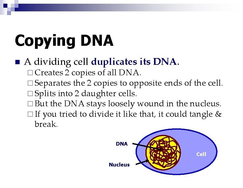 Copying DNA n A dividing cell duplicates its DNA. ¨ Creates 2 copies of