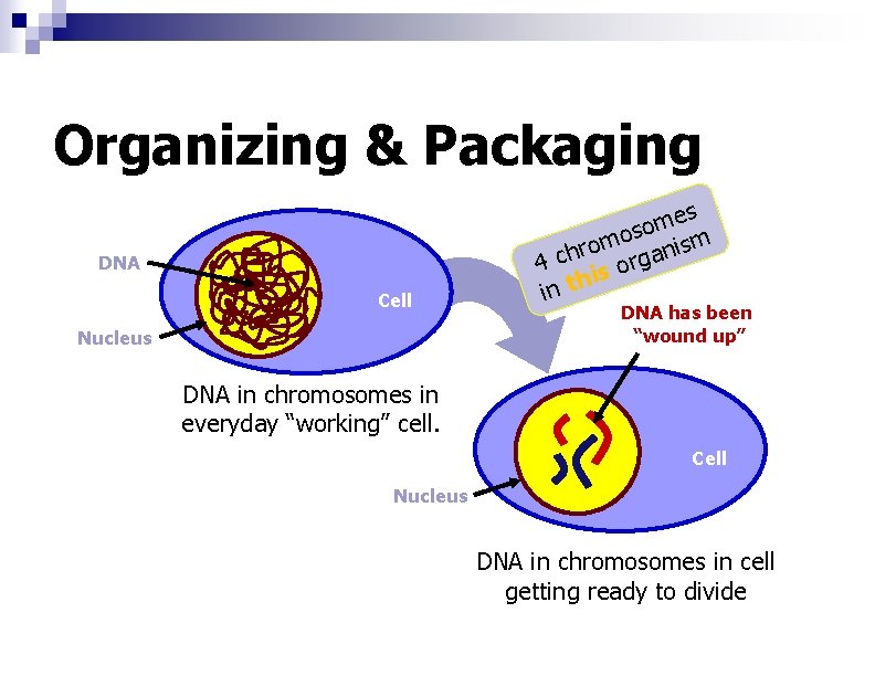 Organizing & Packaging DNA Cell Nucleus s e m so m is ro n