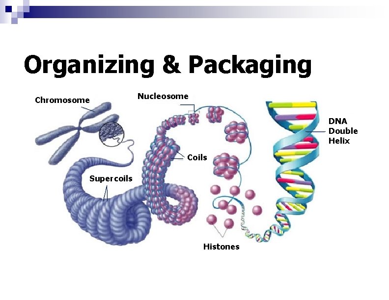 Organizing & Packaging Chromosome Nucleosome DNA Double Helix Coils Supercoils Histones 