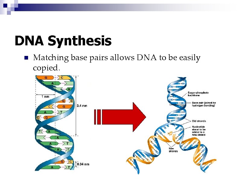 DNA Synthesis n Matching base pairs allows DNA to be easily copied. 
