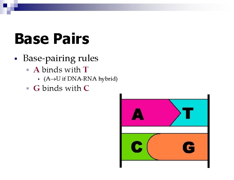 Base Pairs § Base-pairing rules § A binds with T § § (A U
