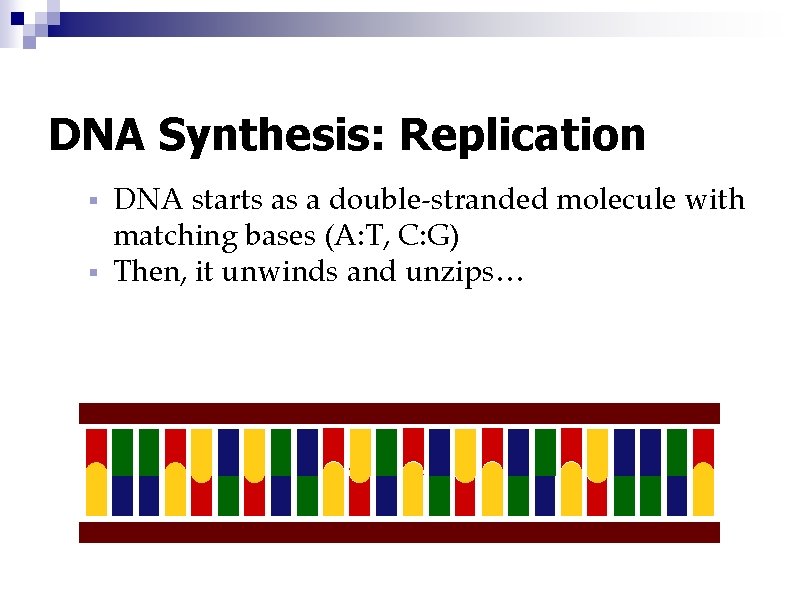 DNA Synthesis: Replication DNA starts as a double-stranded molecule with matching bases (A: T,