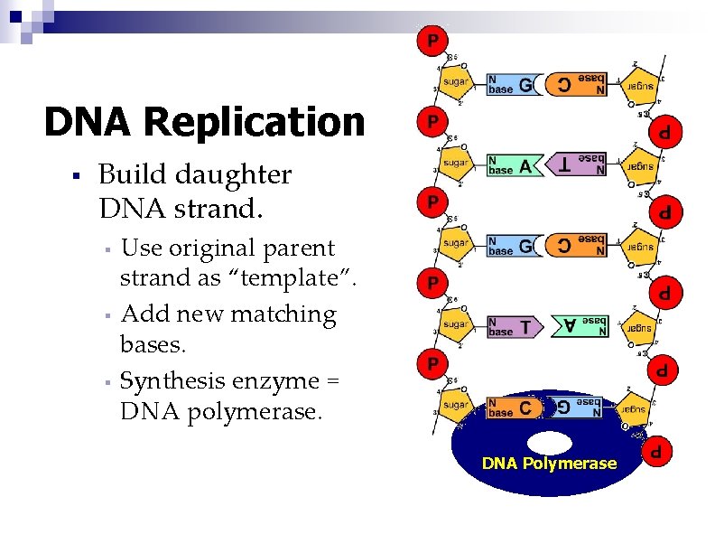 DNA Replication § Build daughter DNA strand. § § § Use original parent strand