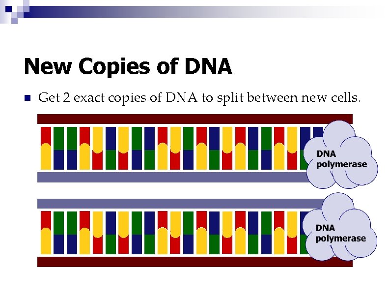 New Copies of DNA n Get 2 exact copies of DNA to split between