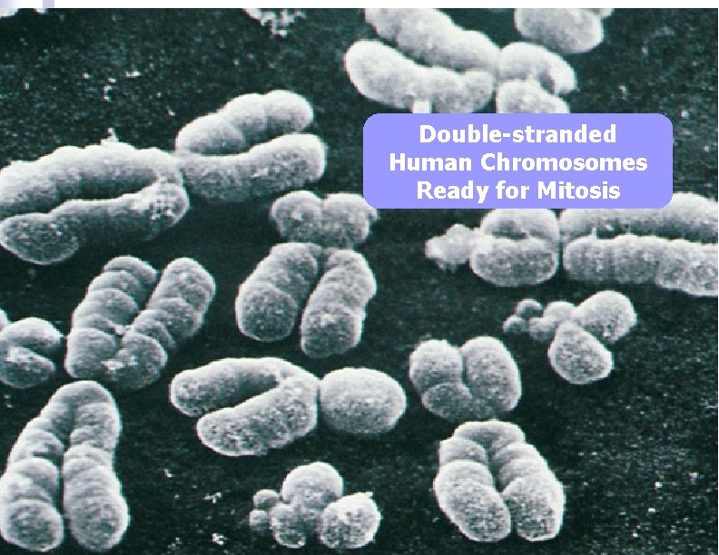Double-stranded Human Chromosomes Ready for Mitosis 