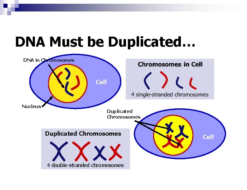 DNA Must be Duplicated… DNA in Chromosomes Cell Nucleus Duplicated Chromosomes 4 double-stranded chromosomes
