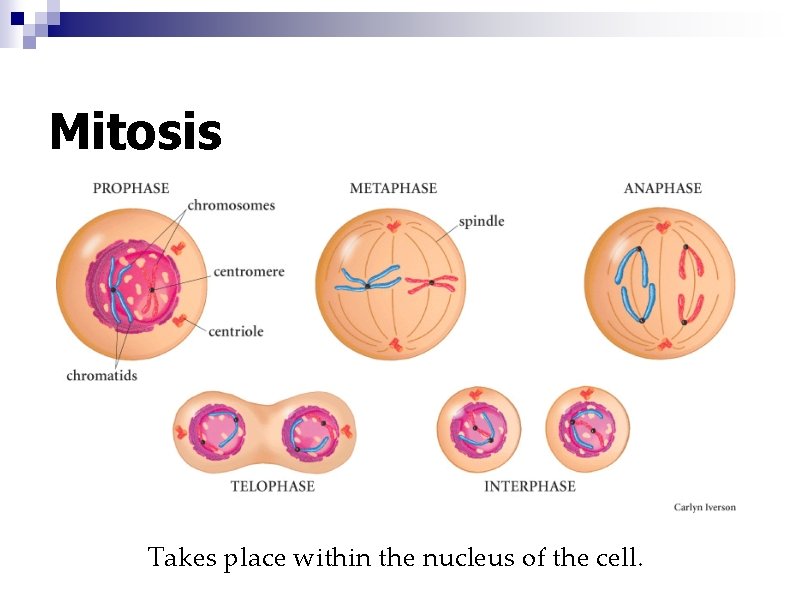 Mitosis Takes place within the nucleus of the cell. 