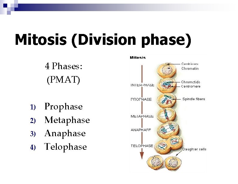 Mitosis (Division phase) 4 Phases: (PMAT) 1) 2) 3) 4) Prophase Metaphase Anaphase Telophase