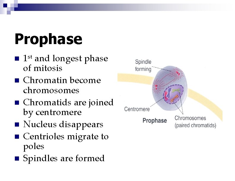 Prophase n n n 1 st and longest phase of mitosis Chromatin become chromosomes