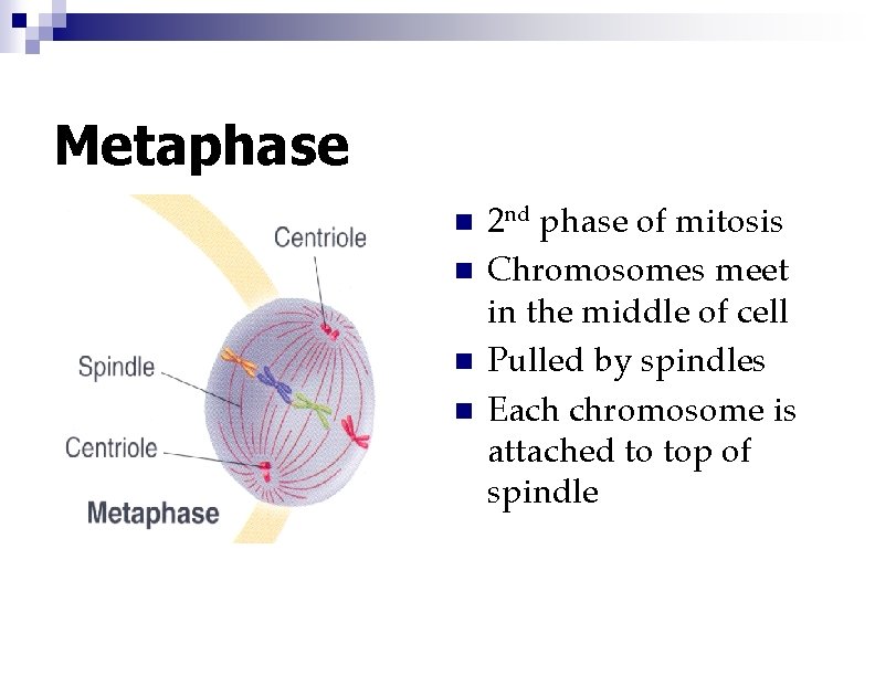 Metaphase n n 2 nd phase of mitosis Chromosomes meet in the middle of