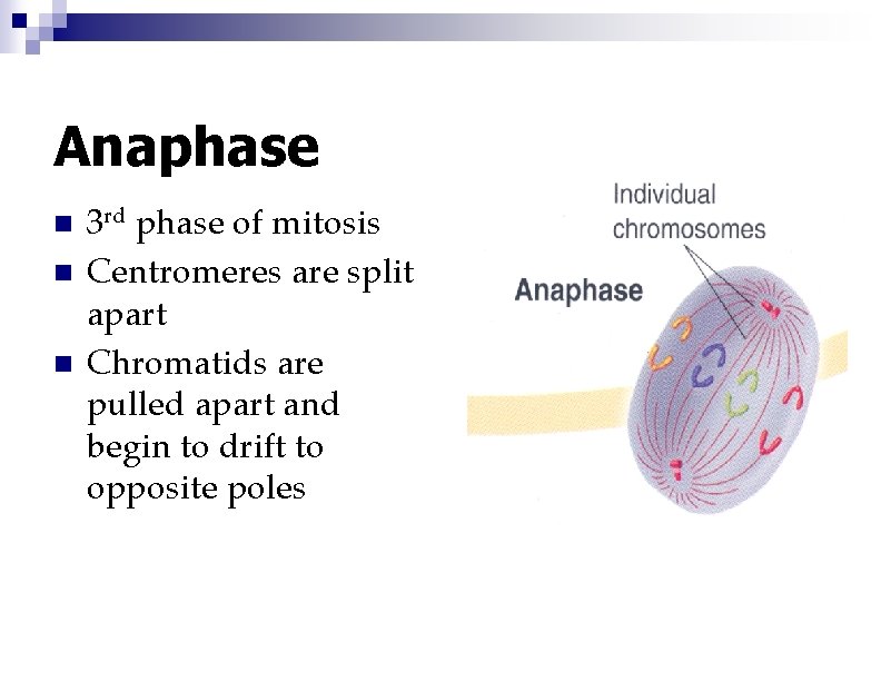 Anaphase n n n 3 rd phase of mitosis Centromeres are split apart Chromatids