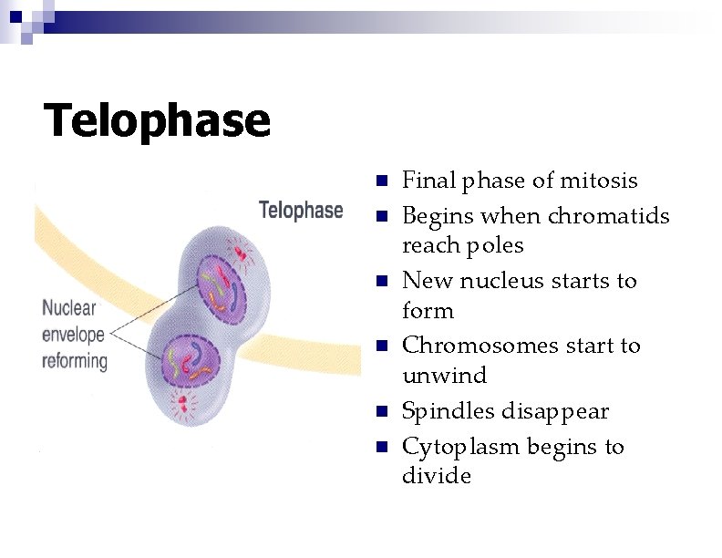 Telophase n n n Final phase of mitosis Begins when chromatids reach poles New