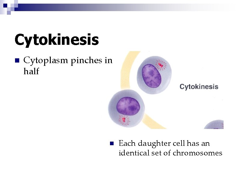 Cytokinesis n Cytoplasm pinches in half n Each daughter cell has an identical set