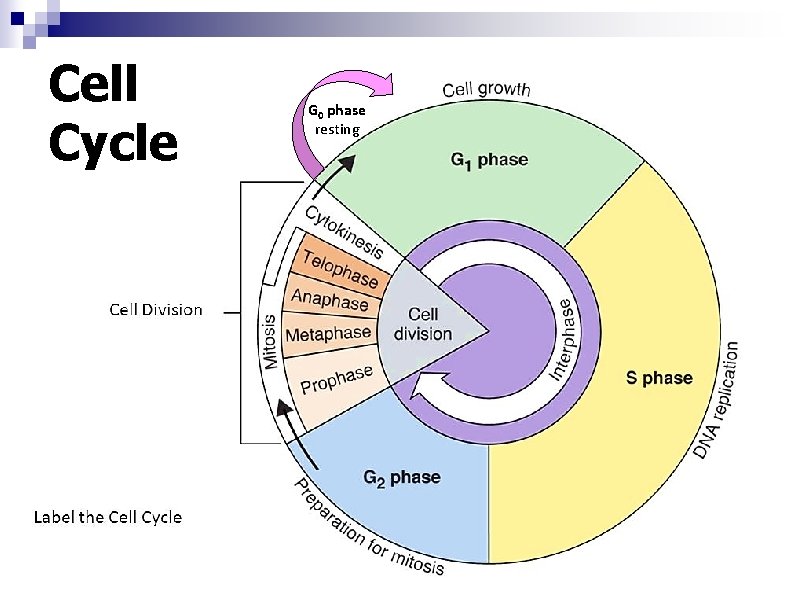 Cell Cycle G 0 phase resting 