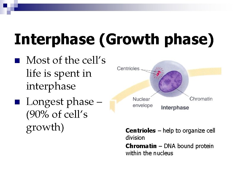 Interphase (Growth phase) n n Most of the cell’s life is spent in interphase