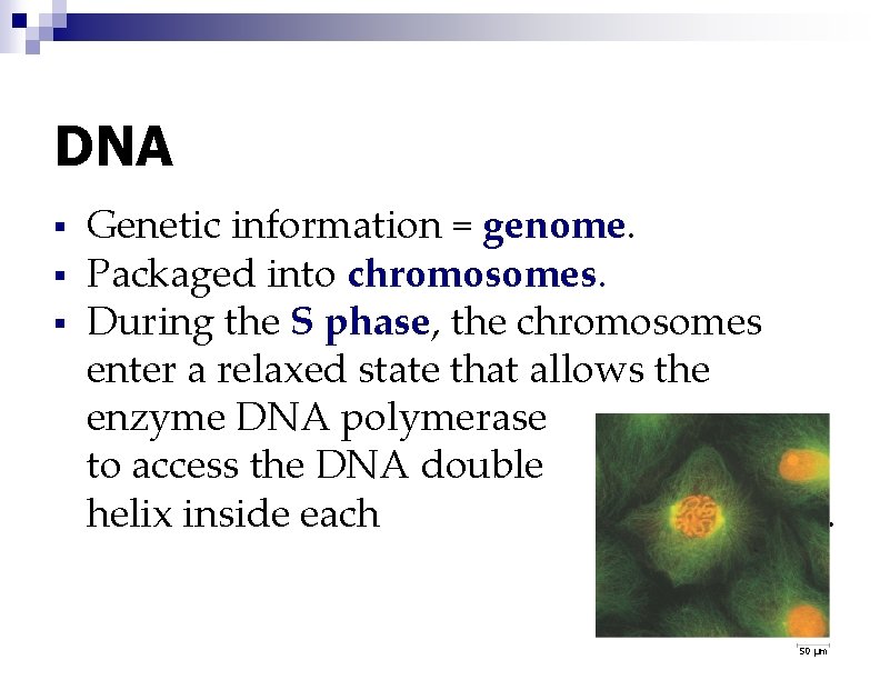 DNA § § § Genetic information = genome. Packaged into chromosomes. During the S