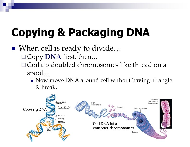 Copying & Packaging DNA n When cell is ready to divide… ¨ Copy DNA