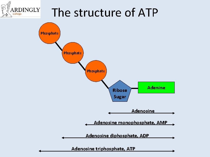 The structure of ATP Phosphate Adenine Ribose Sugar Adenosine monophosphate, AMP Adenosine diphosphate, ADP