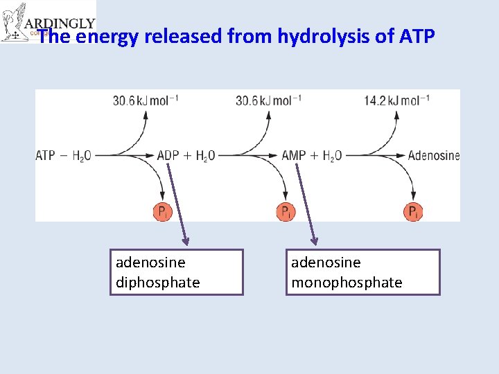 The energy released from hydrolysis of ATP adenosine diphosphate adenosine monophosphate 