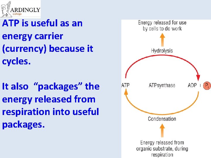 ATP is useful as an energy carrier (currency) because it cycles. It also “packages”