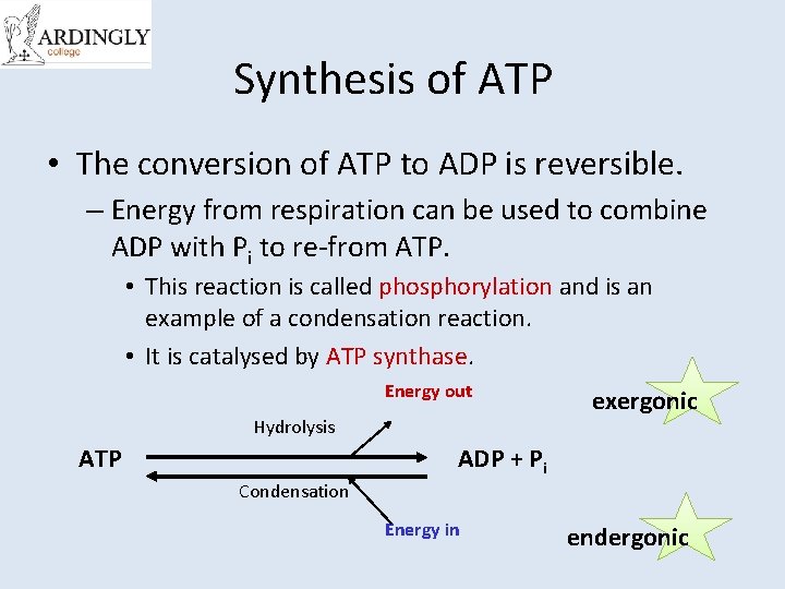 Synthesis of ATP • The conversion of ATP to ADP is reversible. – Energy