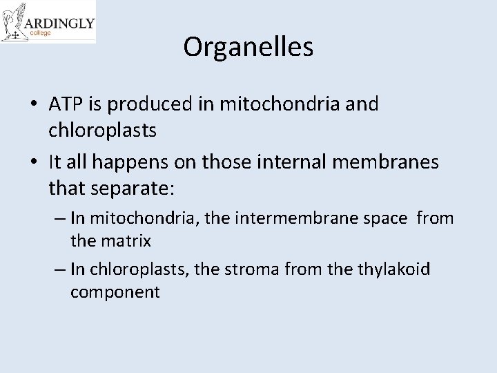 Organelles • ATP is produced in mitochondria and chloroplasts • It all happens on