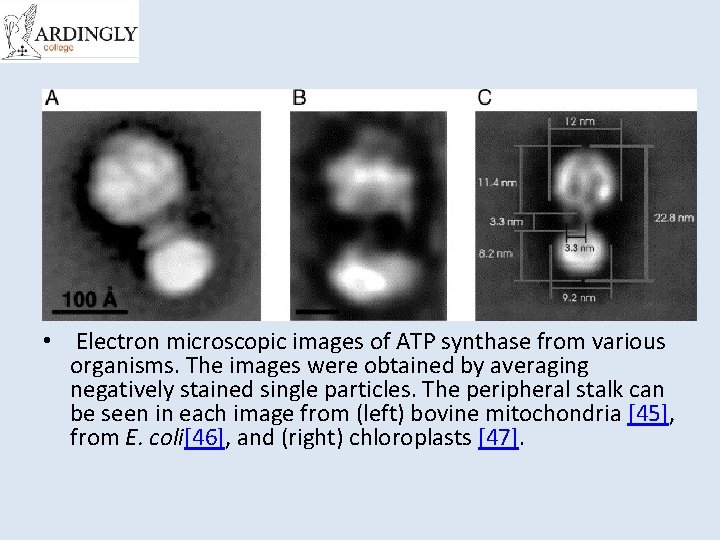  • Electron microscopic images of ATP synthase from various organisms. The images were