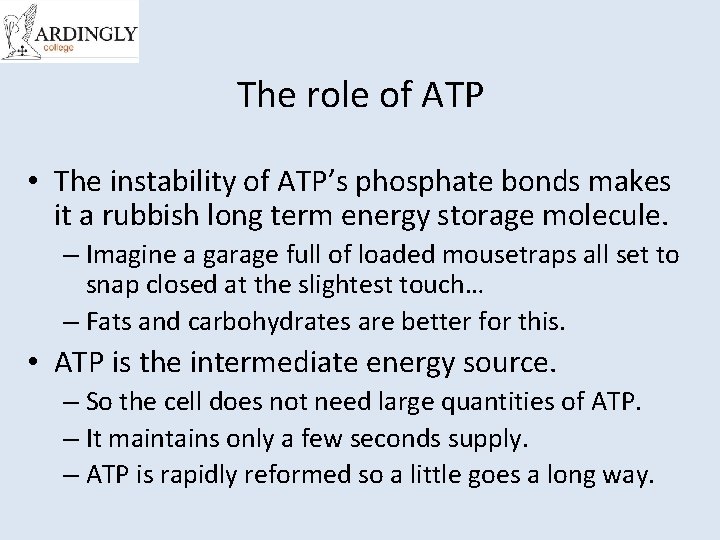 The role of ATP • The instability of ATP’s phosphate bonds makes it a