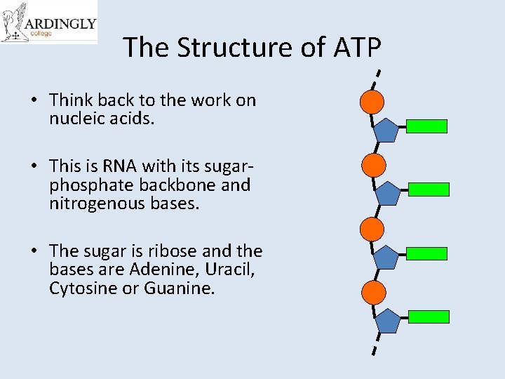 The Structure of ATP • Think back to the work on nucleic acids. •