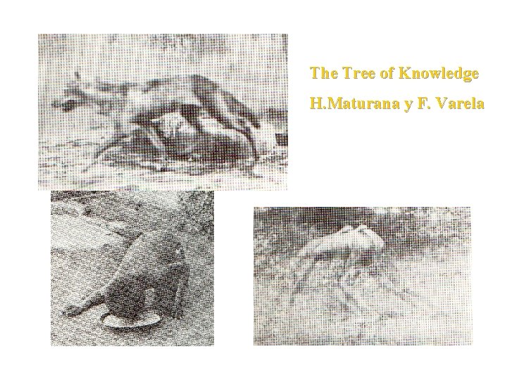 The Tree of Knowledge H. Maturana y F. Varela 