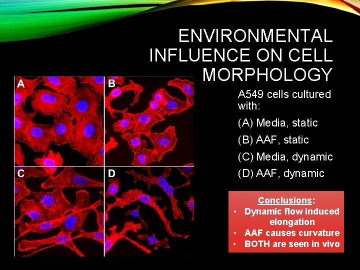 ENVIRONMENTAL INFLUENCE ON CELL MORPHOLOGY A 549 cells cultured with: (A) Media, static (B)