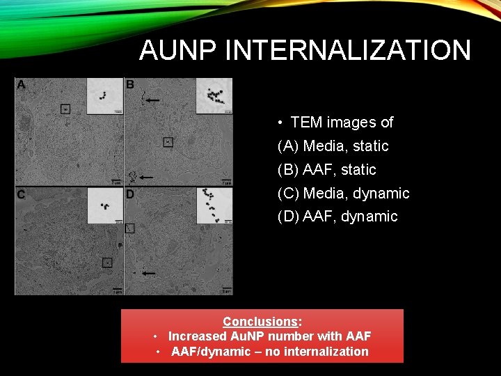 AUNP INTERNALIZATION • TEM images of (A) Media, static (B) AAF, static (C) Media,