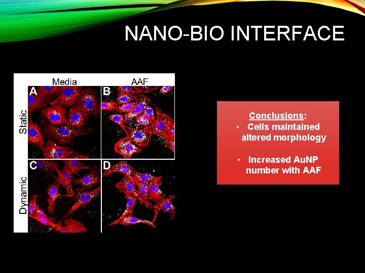 NANO-BIO INTERFACE Conclusions: • Cells maintained altered morphology • Increased Au. NP number with