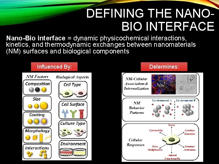 DEFINING THE NANOBIO INTERFACE Nano-Bio interface = dynamic physicochemical interactions, kinetics, and thermodynamic exchanges