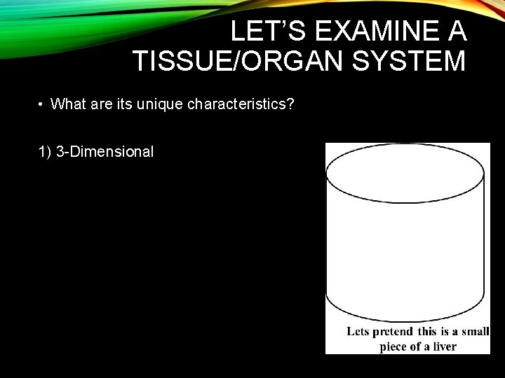 LET’S EXAMINE A TISSUE/ORGAN SYSTEM • What are its unique characteristics? 1) 3 -Dimensional