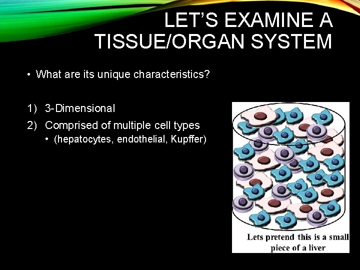 LET’S EXAMINE A TISSUE/ORGAN SYSTEM • What are its unique characteristics? 1) 3 -Dimensional