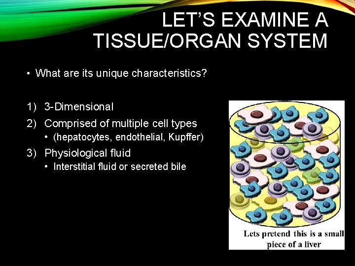 LET’S EXAMINE A TISSUE/ORGAN SYSTEM • What are its unique characteristics? 1) 3 -Dimensional