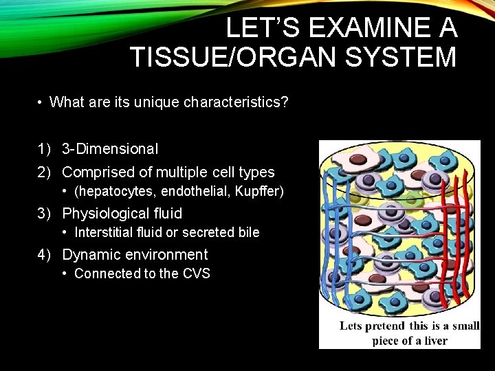 LET’S EXAMINE A TISSUE/ORGAN SYSTEM • What are its unique characteristics? 1) 3 -Dimensional