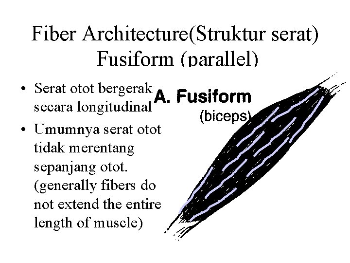 Fiber Architecture(Struktur serat) Fusiform (parallel) • Serat otot bergerak secara longitudinal • Umumnya serat