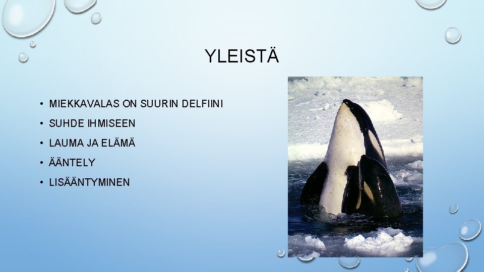 YLEISTÄ • MIEKKAVALAS ON SUURIN DELFIINI • SUHDE IHMISEEN • LAUMA JA ELÄMÄ •