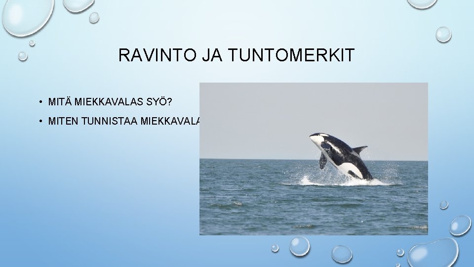 RAVINTO JA TUNTOMERKIT • MITÄ MIEKKAVALAS SYÖ? • MITEN TUNNISTAA MIEKKAVALAS? 