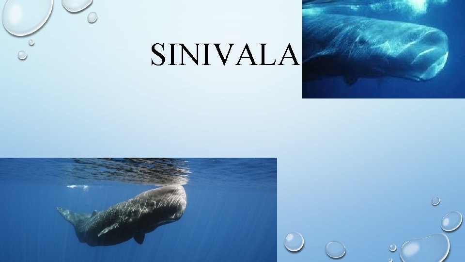 SINIVALAS 