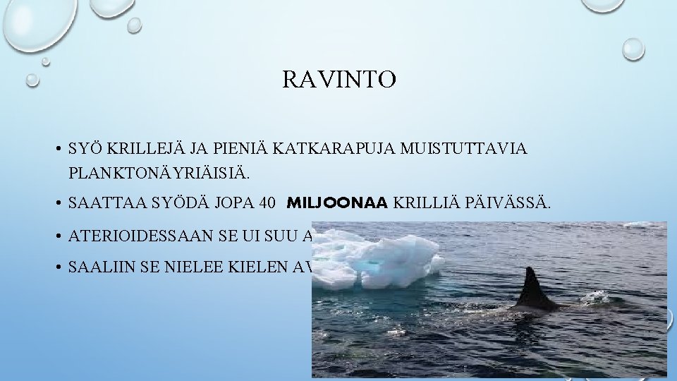 RAVINTO • SYÖ KRILLEJÄ JA PIENIÄ KATKARAPUJA MUISTUTTAVIA PLANKTONÄYRIÄISIÄ. • SAATTAA SYÖDÄ JOPA 40