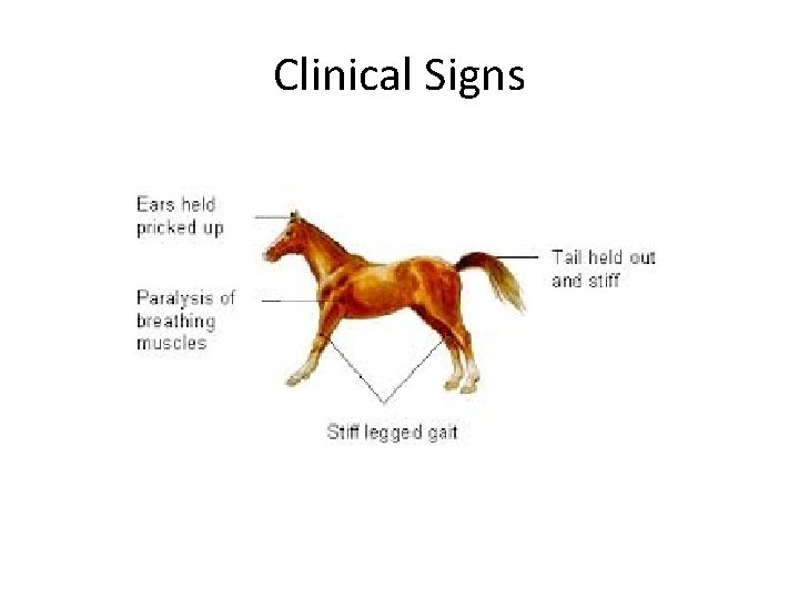 Clinical Signs 