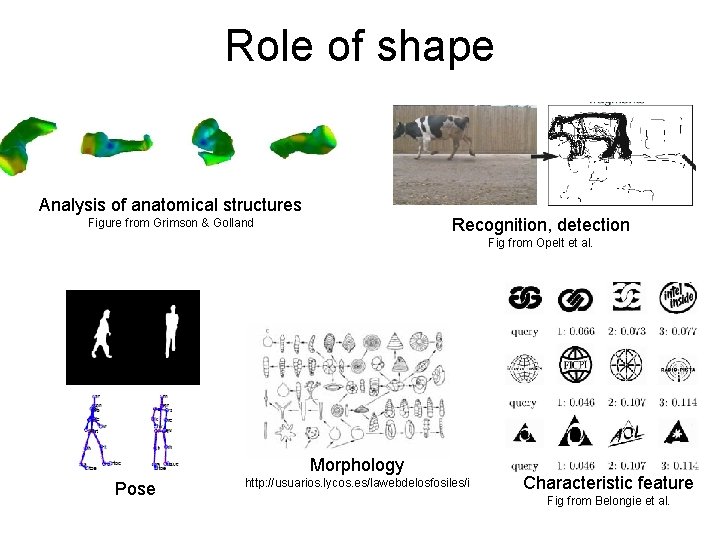 Role of shape Analysis of anatomical structures Recognition, detection Figure from Grimson & Golland