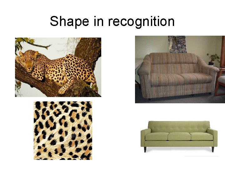 Shape in recognition 